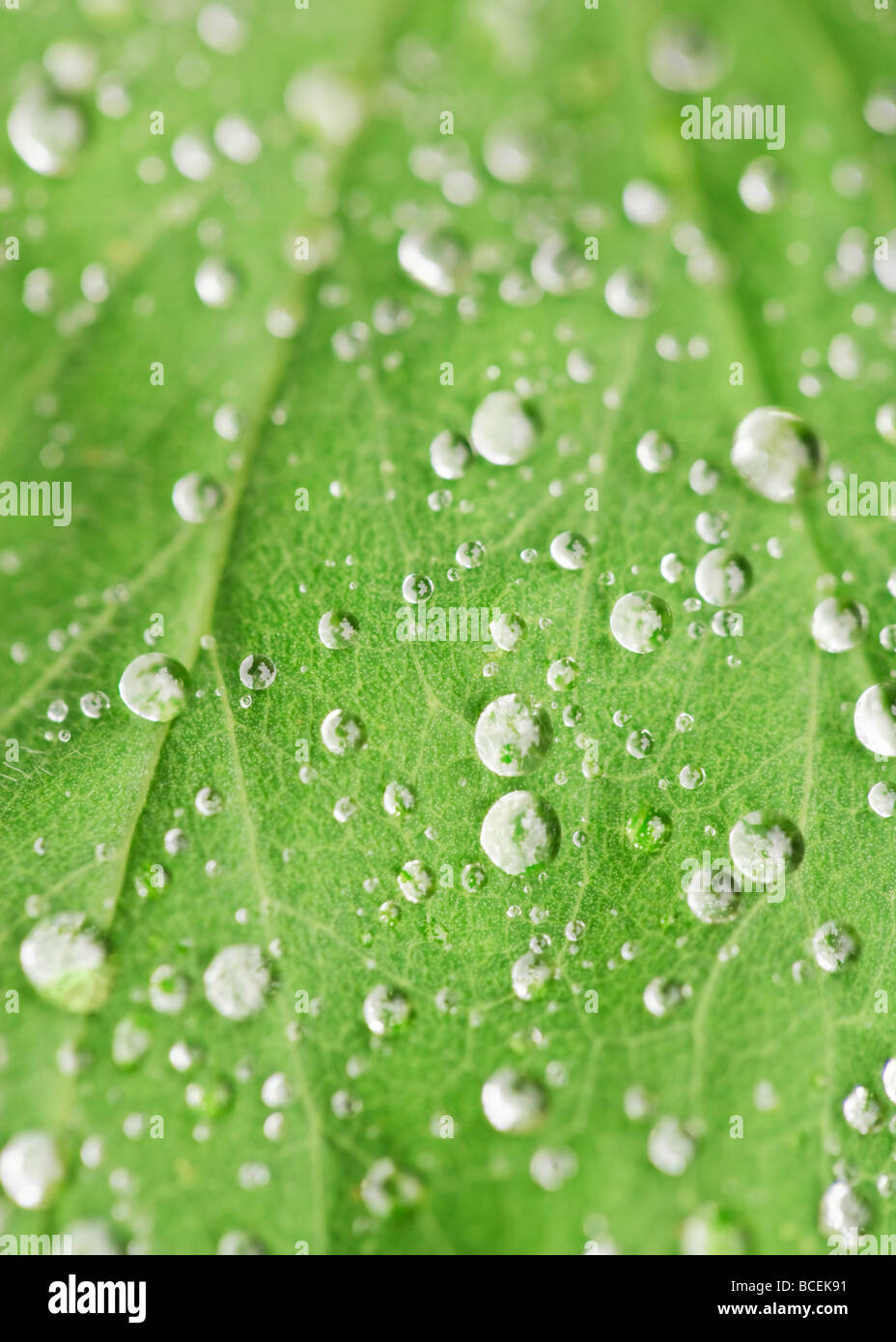 Rain drops on the leaf of an alchemilla mollis in an English garden Stock Photo