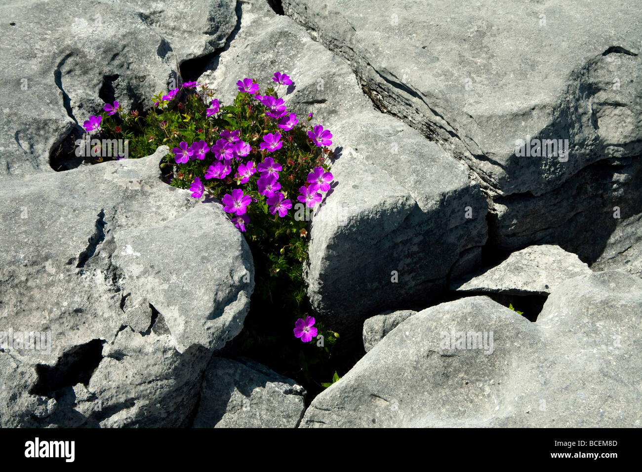 A cranesbill plant growing in a limestone crevice in the Burren Stock