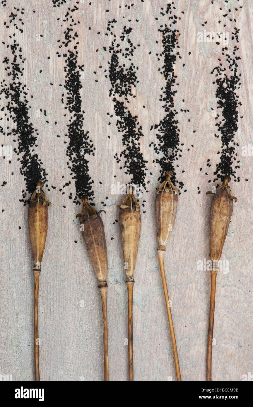 Welsh poppy seed pod hires stock photography and images Alamy