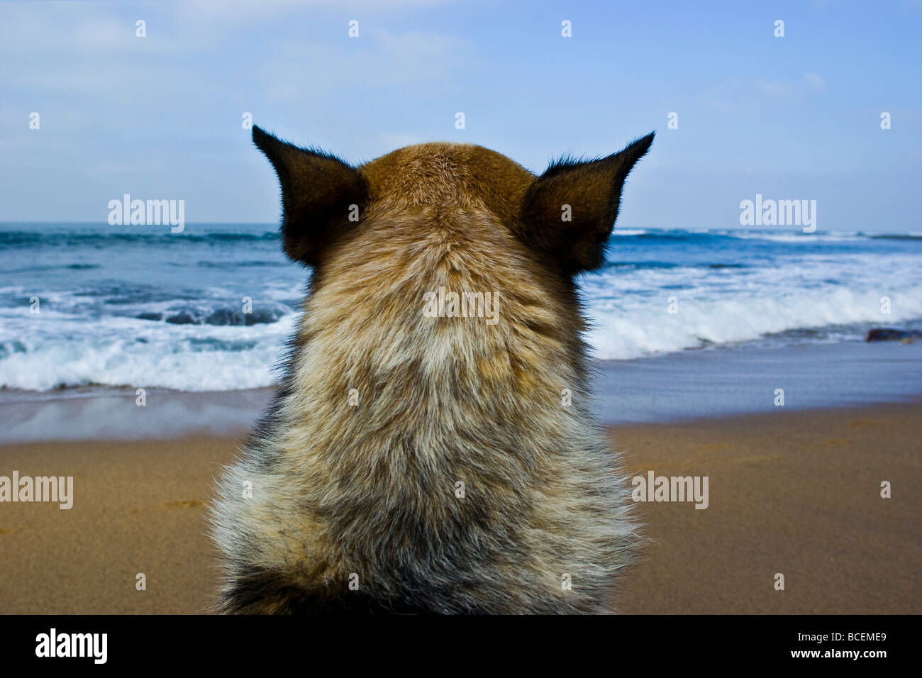 A loyal dog watches the waves for his surfing master to return. Stock Photo