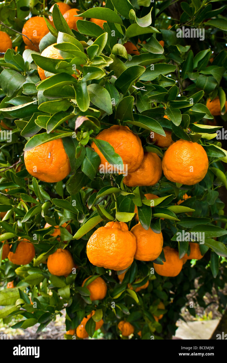 A mandarin tree carrying a large load of ripe juicy fruit. Stock Photo