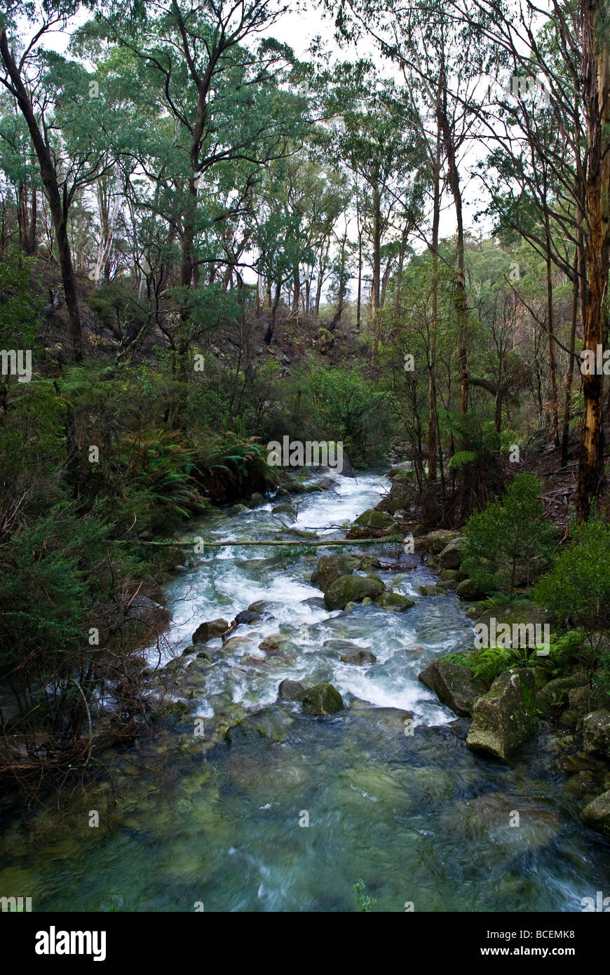The Ovens River cascades through the forested slopes of Mount Buffalo. Stock Photo