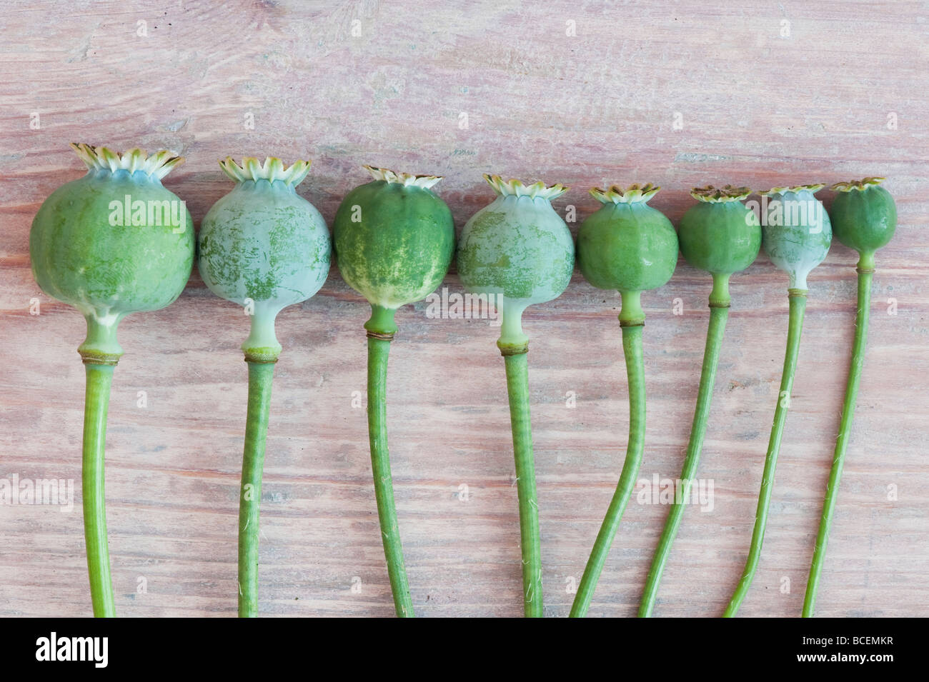Poppy seed pods on wood Stock Photo Alamy