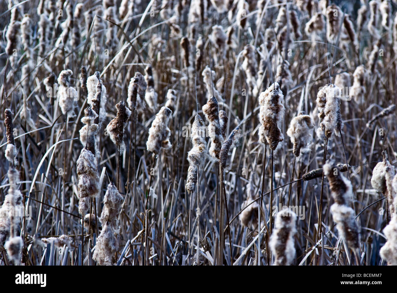 Tightly packed wetland of seeding Bull Rush, Typha sp heads in winter. Stock Photo