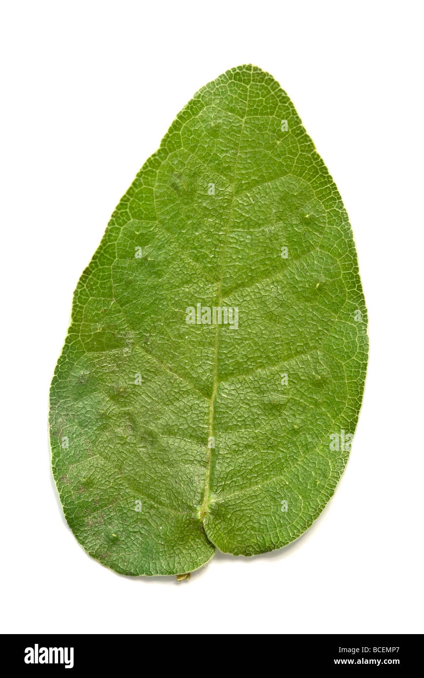 Studio image of the intricate veins on a leaf of a Morton Bay Fig tree Stock Photo