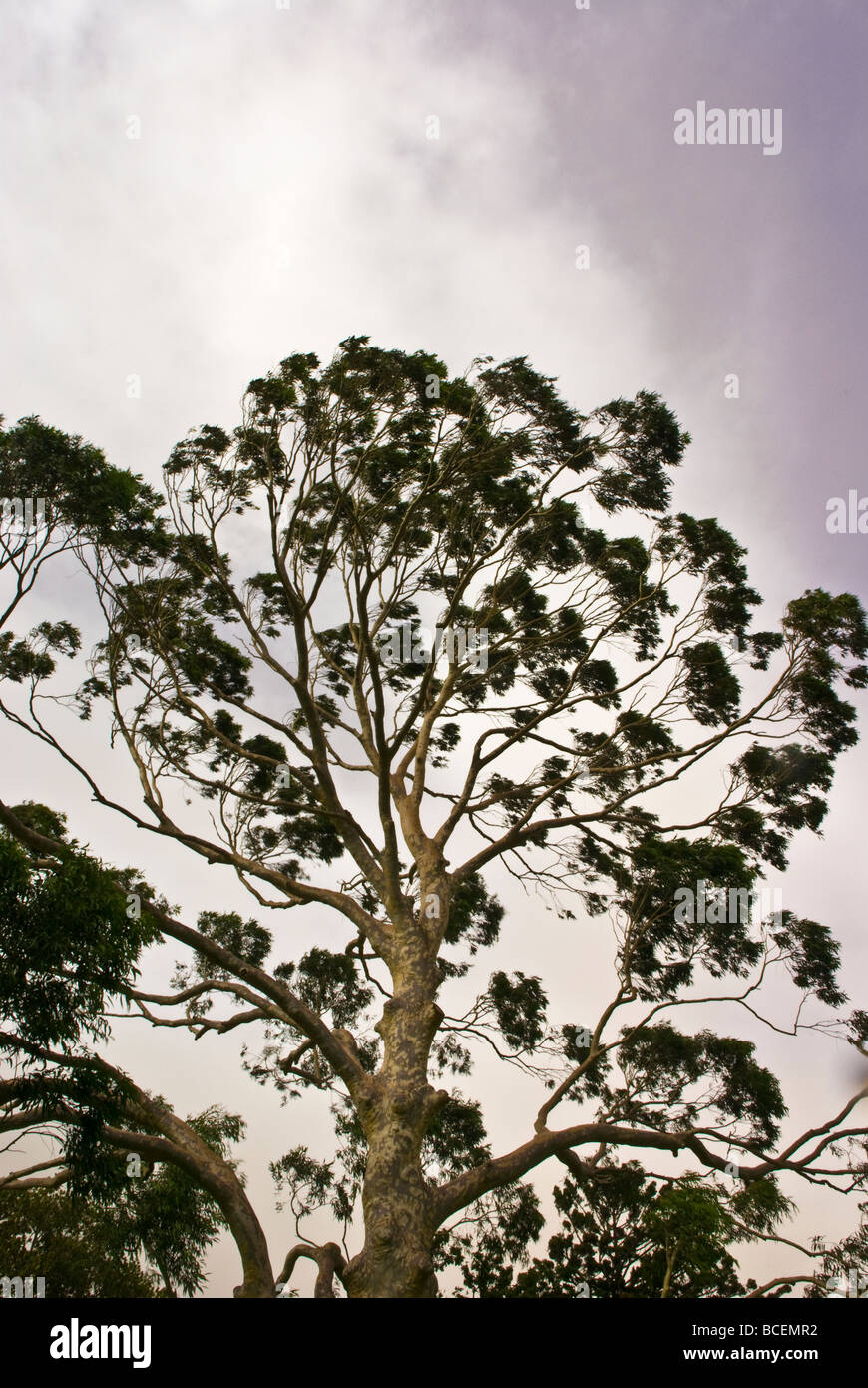 Severe storm winds lash a huge Spotted Gum, Corymbia maculata. Stock Photo