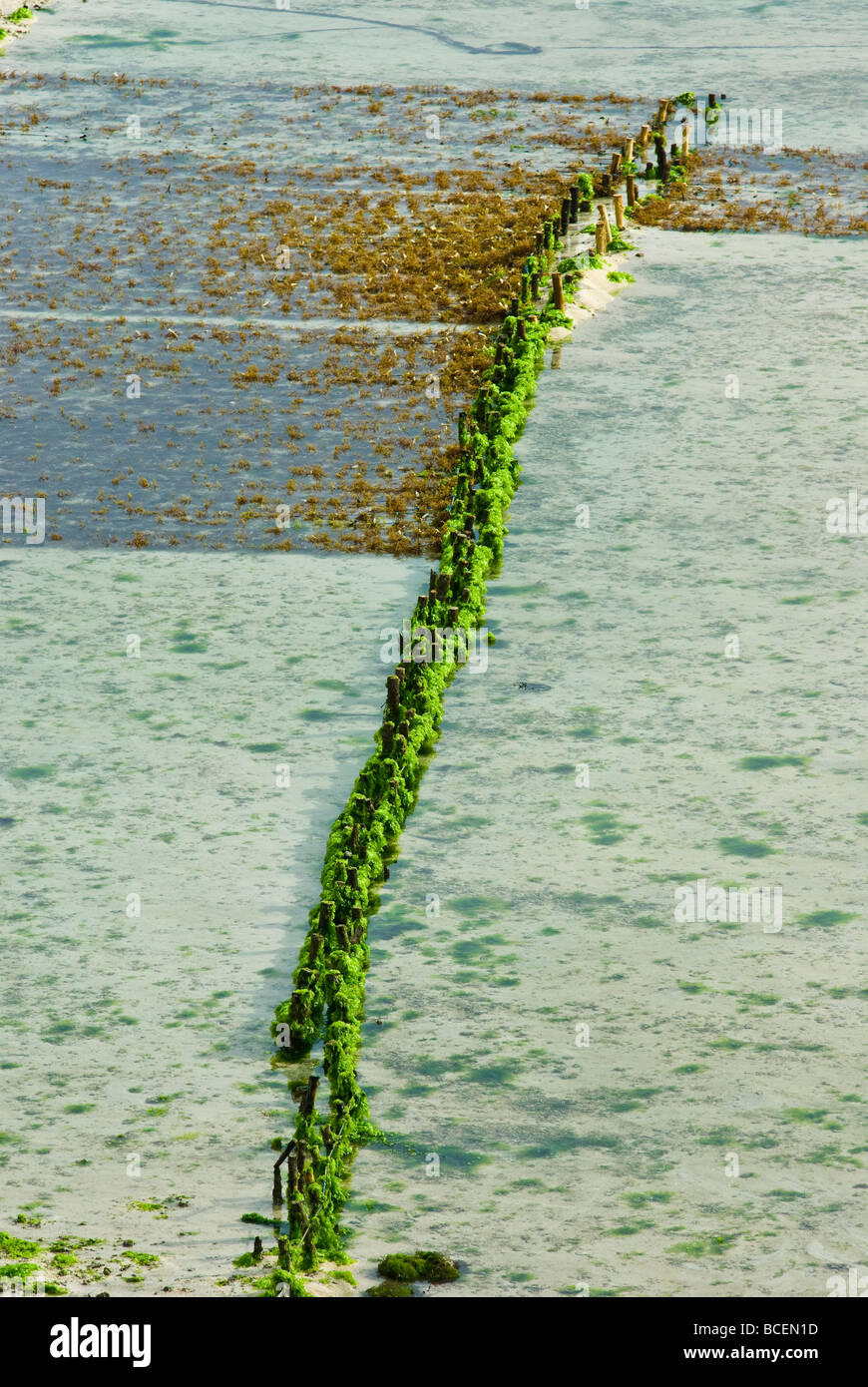 Posts imbedded in the ocean floor mark the boundary of seaweed farms. Stock Photo