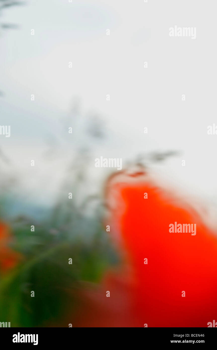 Poppy abstract hi-res stock photography and images - Alamy