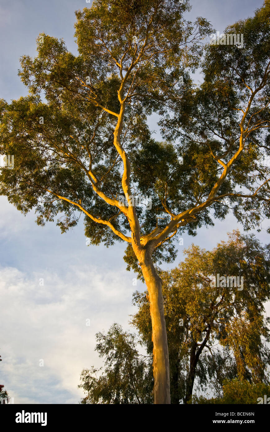 Late afternoon catches the canopy of a towering Scribbly Gum tree. Stock Photo
