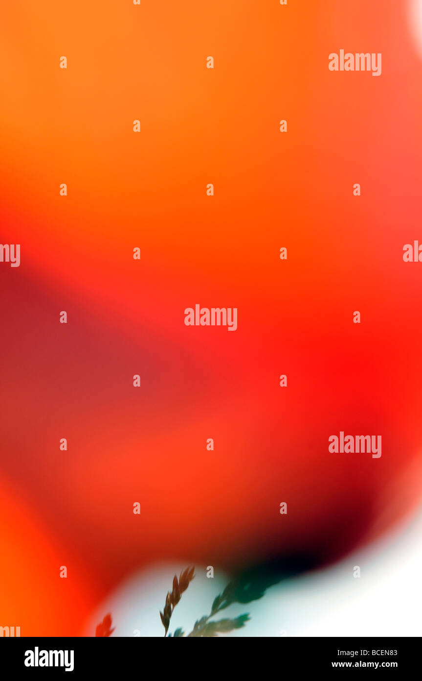 Poppy abstract hi-res stock photography and images - Alamy