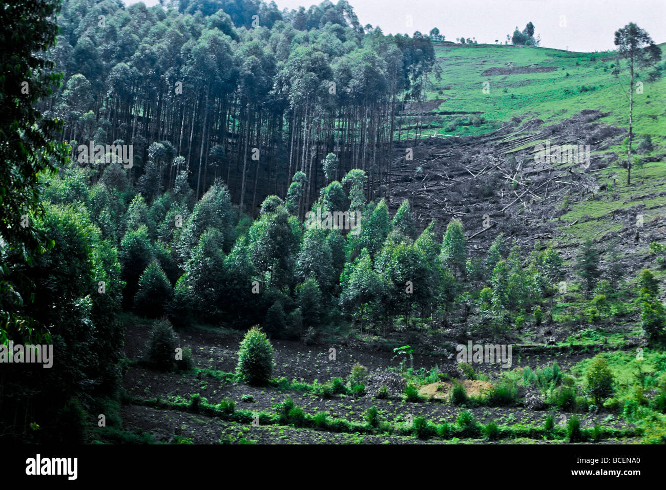 A hillside plantation of eucalyptus trees being cleared for timber. Stock Photo