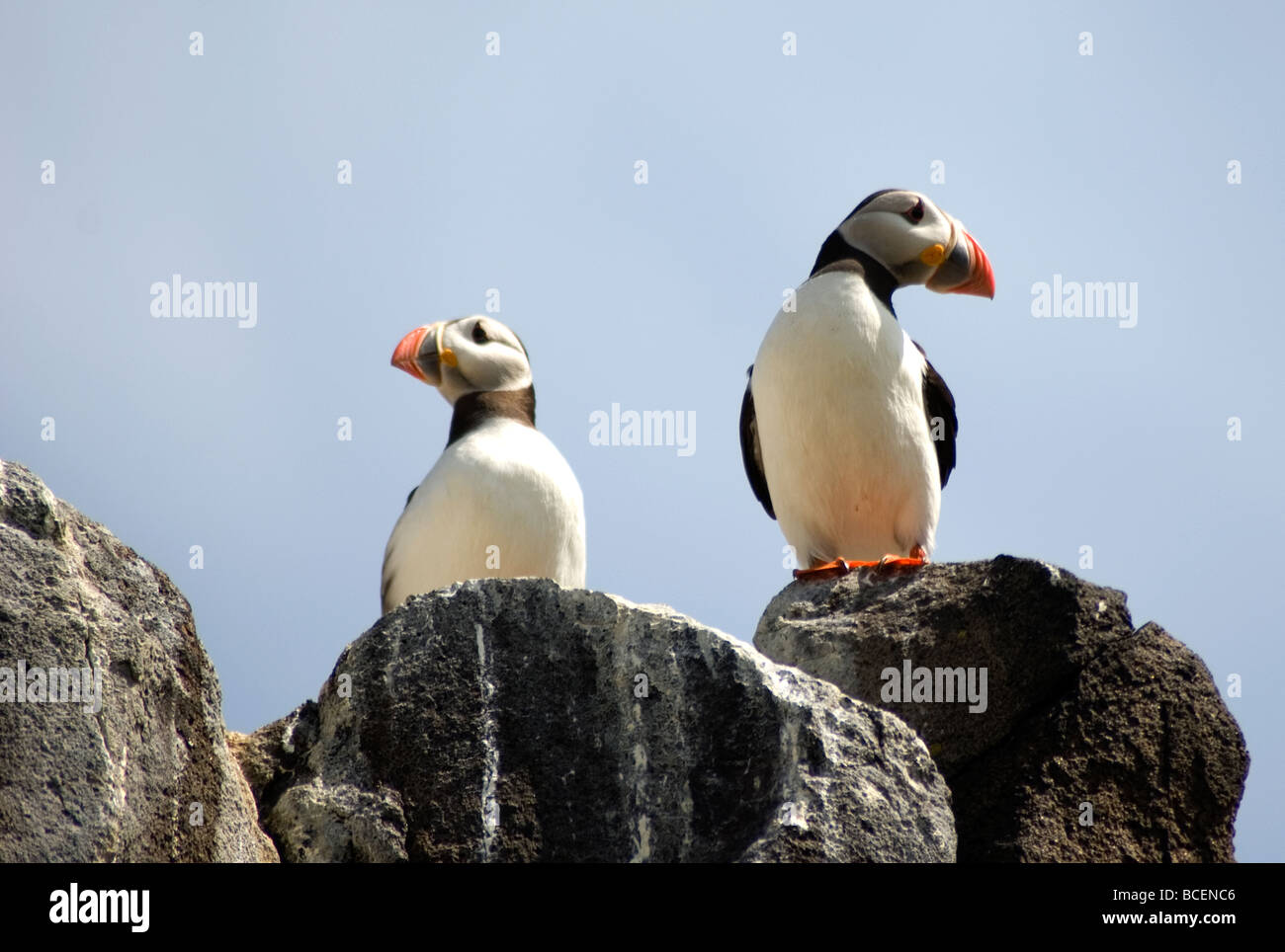 Puffins Isle of May Firth of Forth Scotland Stock Photo