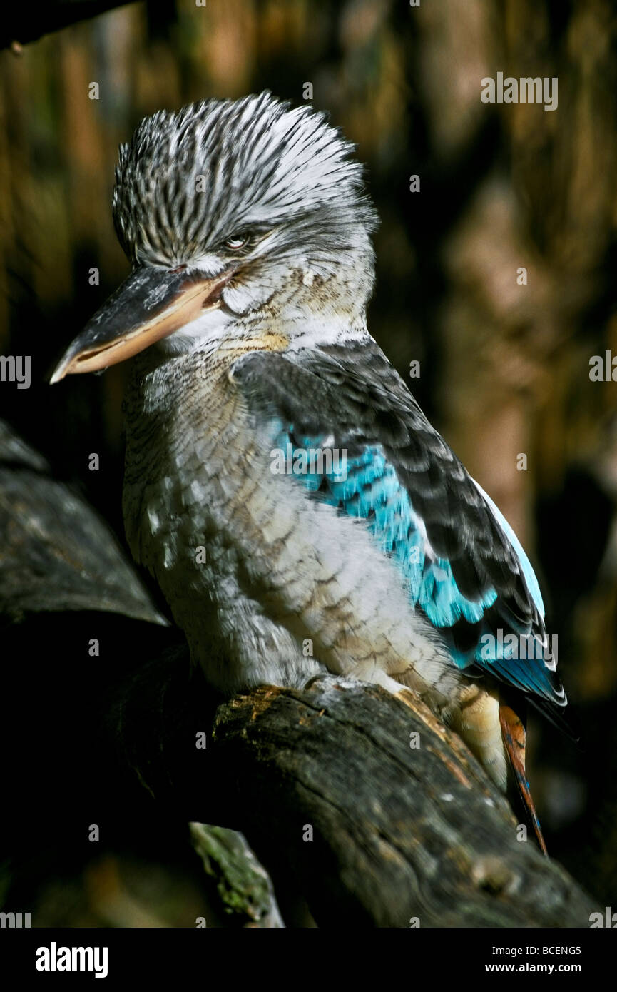 A Blue-winged Kookaburra with beautiful vibrant aqua wing tip feathers Stock Photo