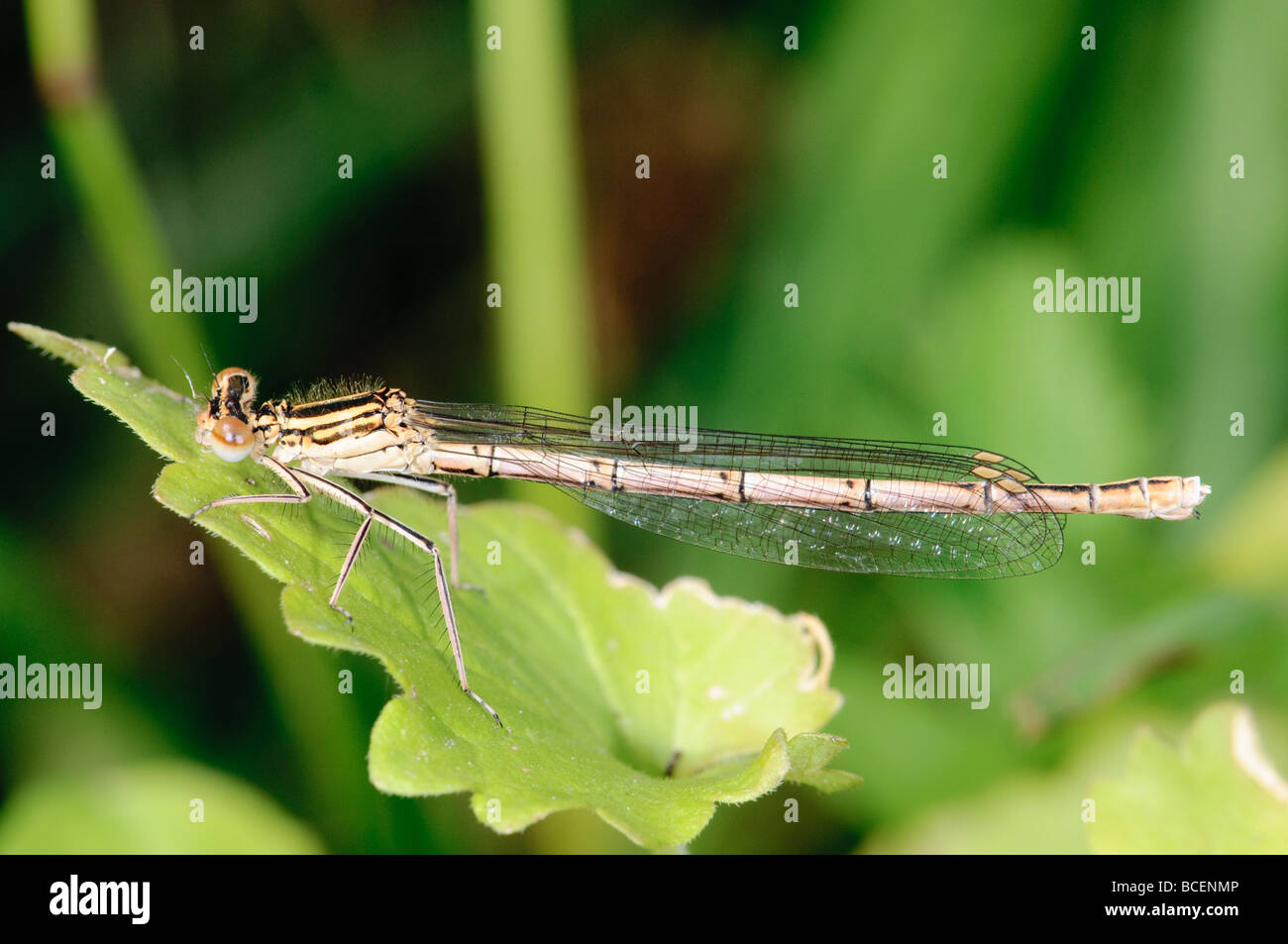 White-legged Damselfly Platycnemis pennipes Stock Photo - Alamy
