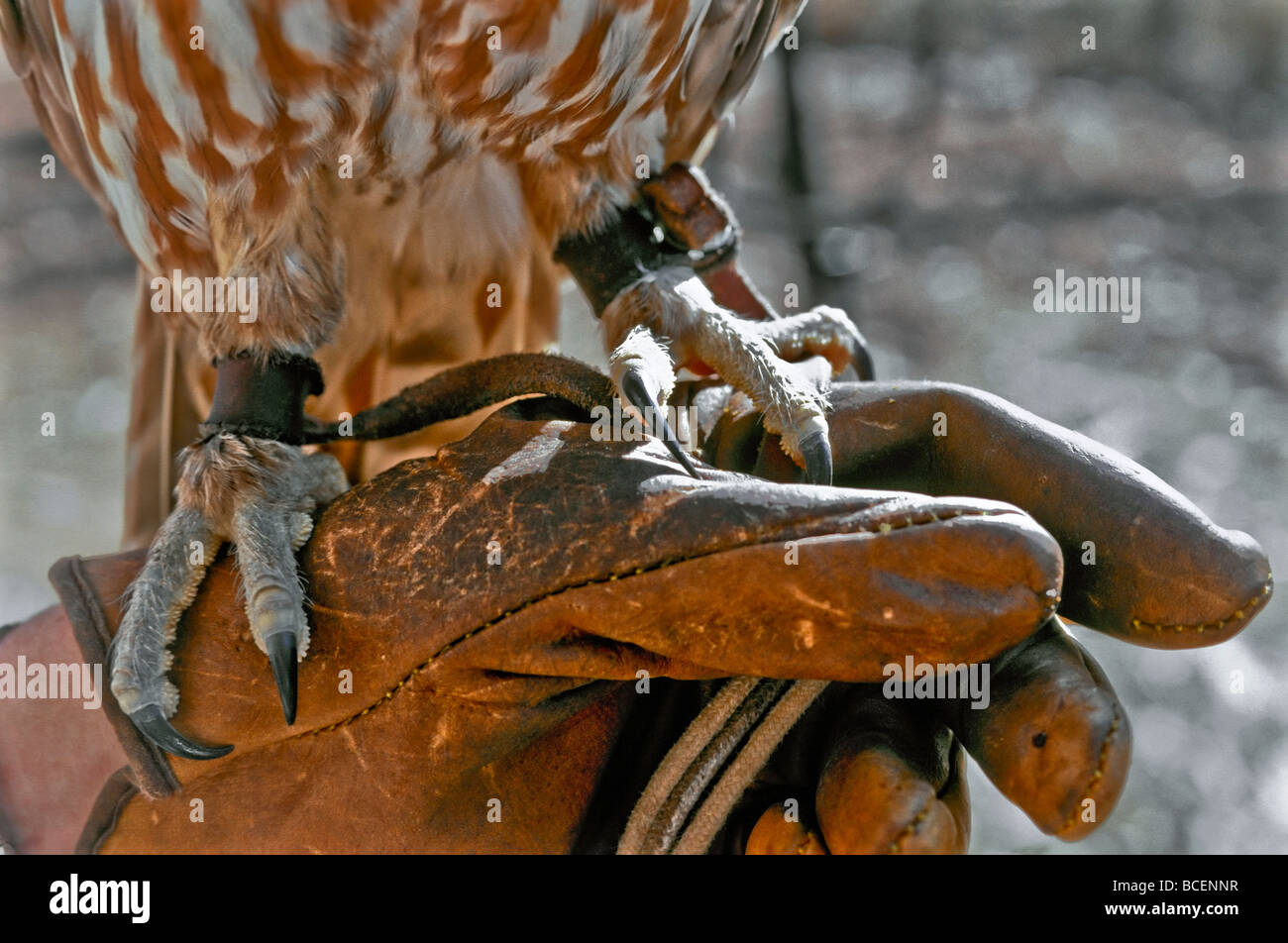 Protective glove holds the menacing talons of a tethered Barking Owl. Stock Photo