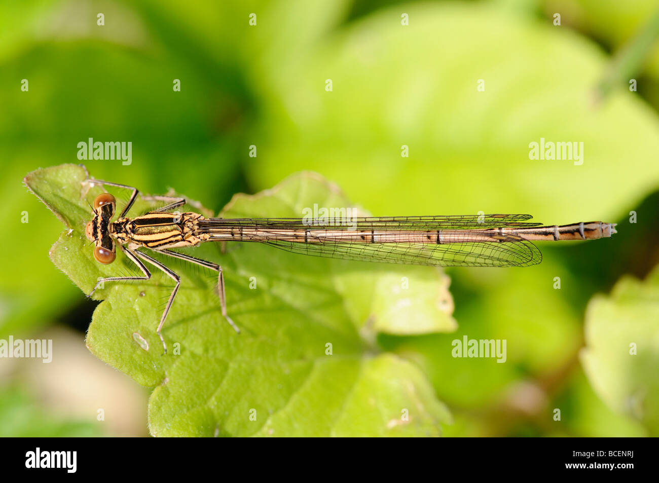 White-legged Damselfly Platycnemis pennipes Stock Photo - Alamy