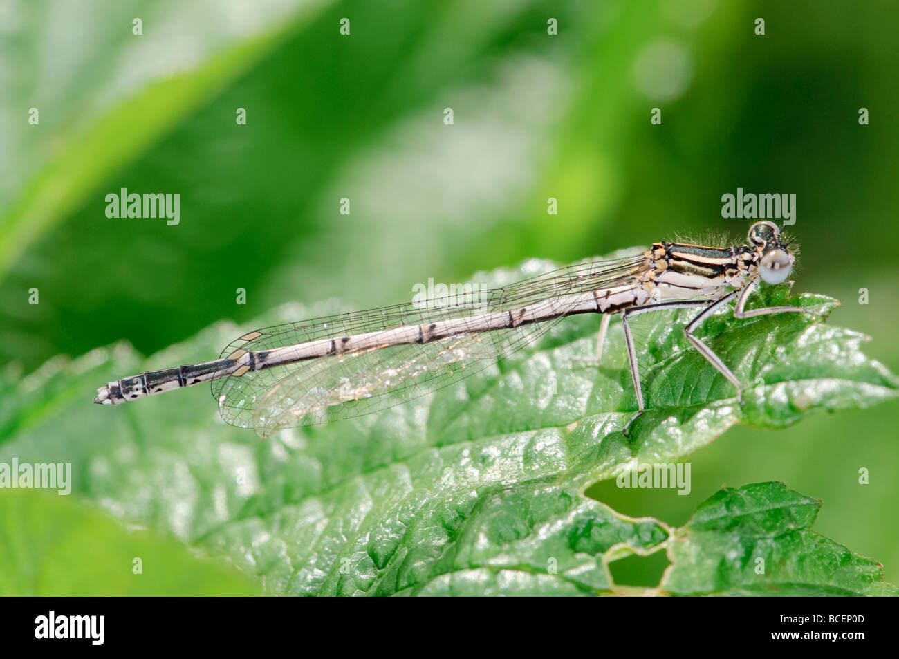 White-legged Damselfly Platycnemis pennipes Stock Photo - Alamy