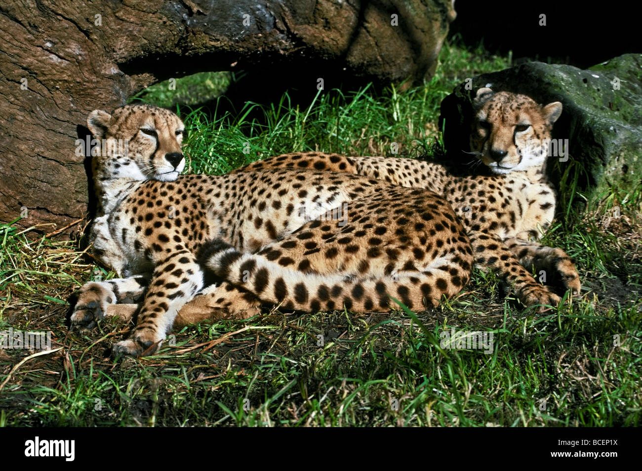Two sleepy male Cheetahs, brothers, curled up together in the sun. Stock Photo