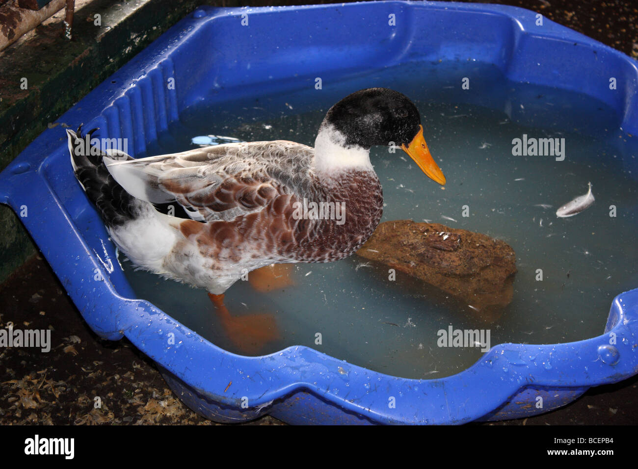 DUCK HAVING A BATH IN A PLASTIC TUB Stock Photo - Alamy