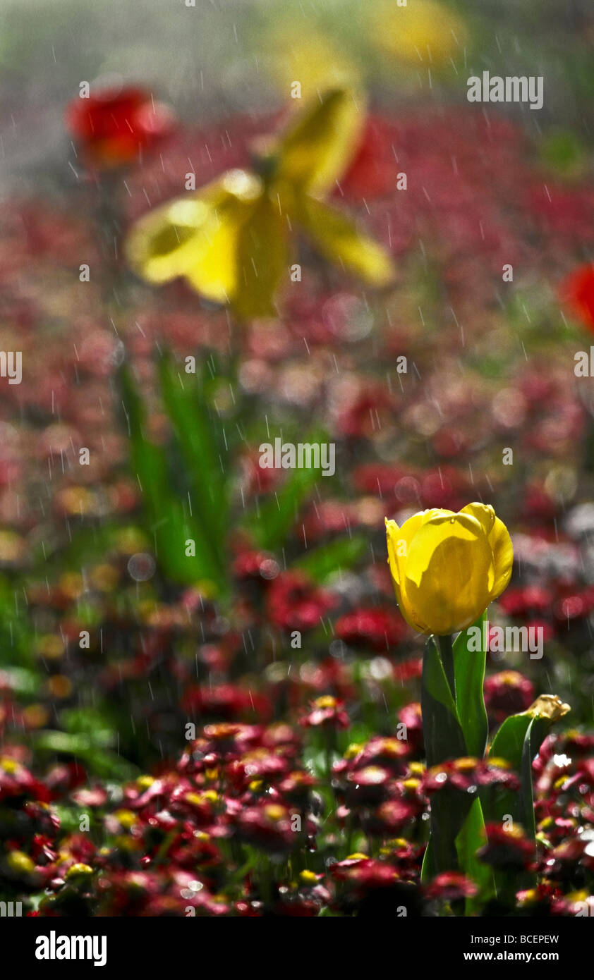 A sun shower sends raindrops cascading over a garden of tulip flowers. Stock Photo