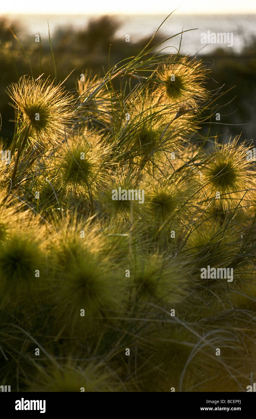 Cyperus grasses of the Family Cyperaceae growing on a dune at sunset. Stock Photo