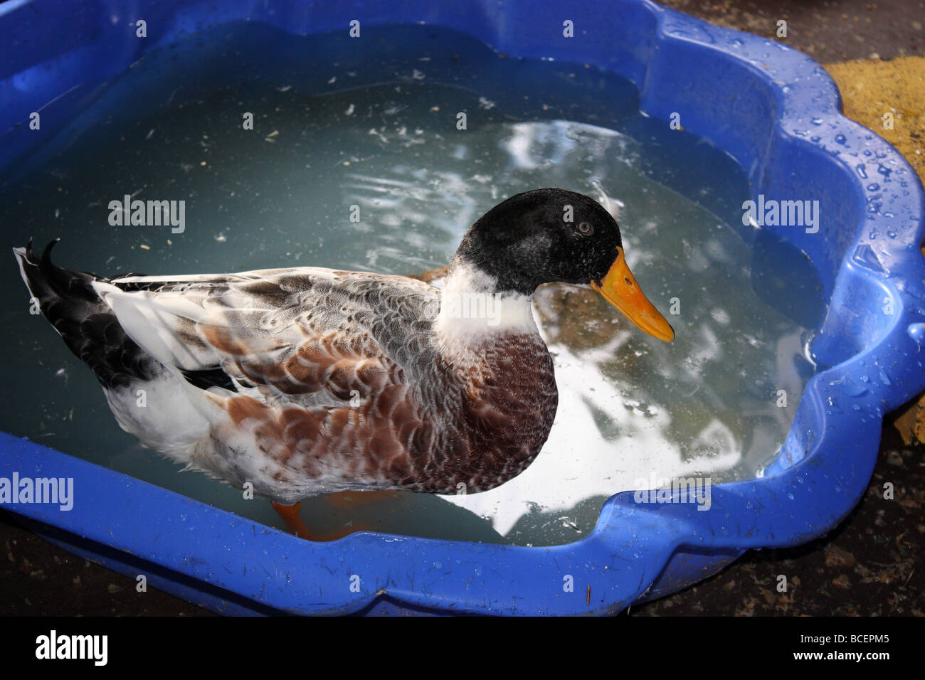 DUCK HAVING A BATH IN A PLASTIC TUB Stock Photo Alamy