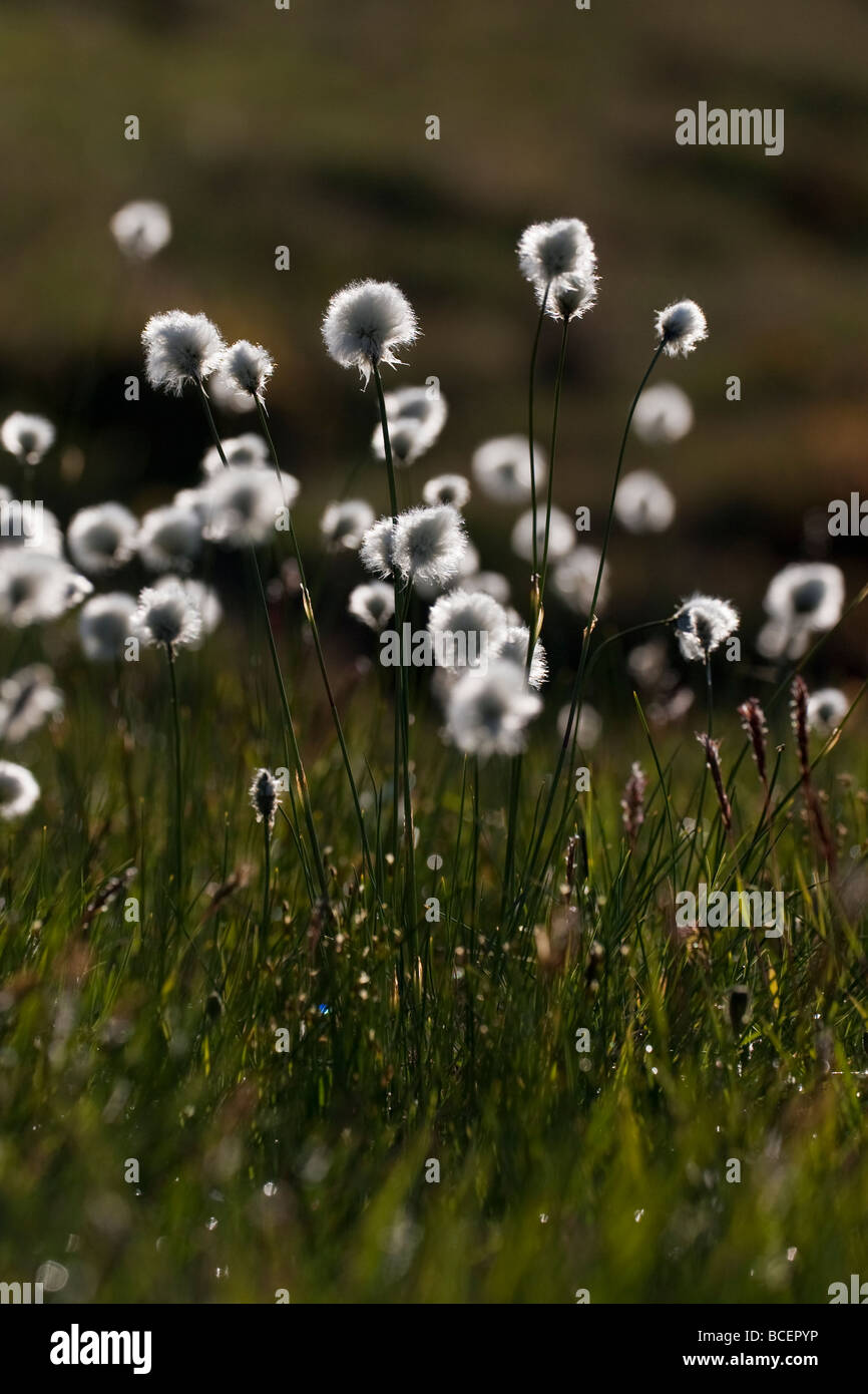 Scheuchzers Wollgras Cotton grass Cotton-grass Eriophorum scheuchzeri Berner Oberland Schweiz Alps Stock Photo
