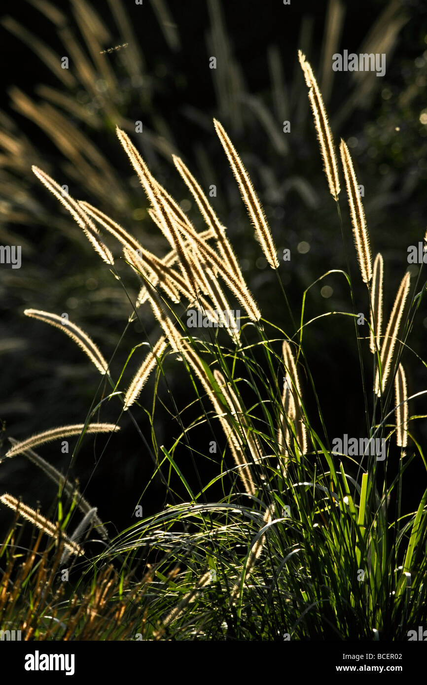 Flowering African Feather Grass, Pennisetum macrourum backlit at dawn. Stock Photo