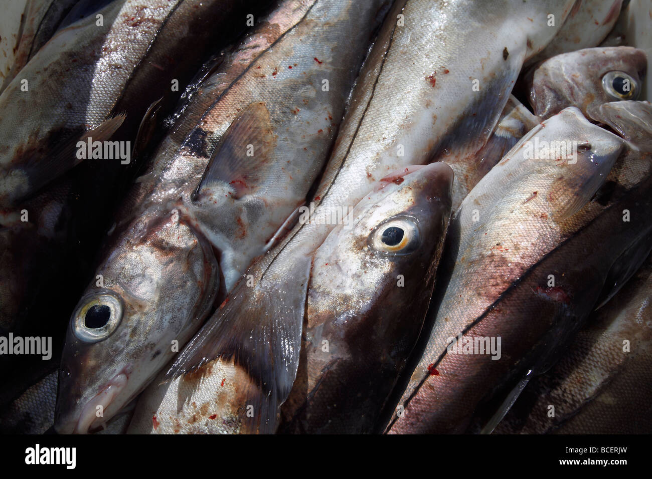 Cod fish off a boat in Iceland. Stock Photo