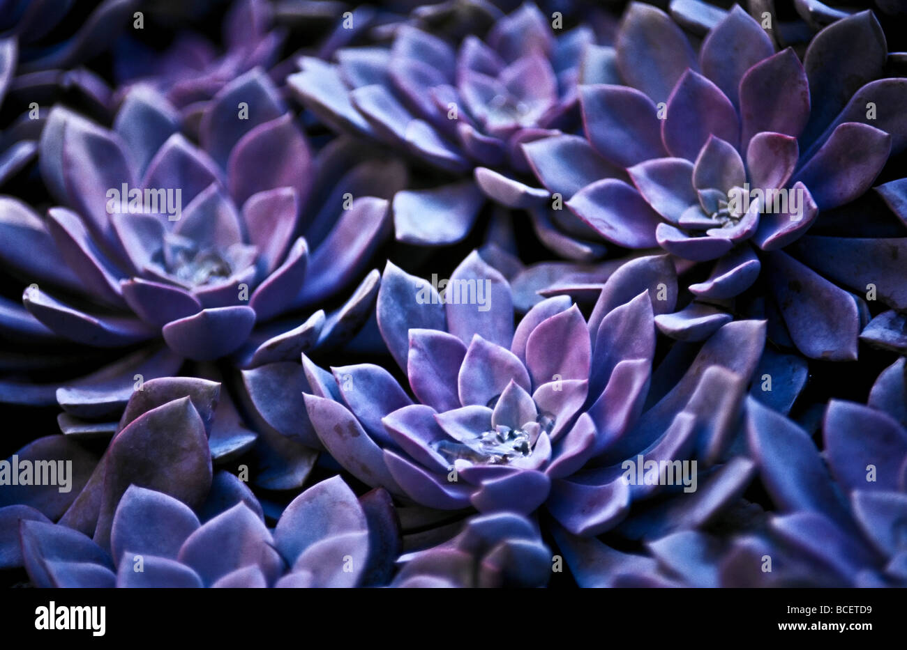 Purple fleshy leaves of Graptoveria suculents suit arid conditions. Stock Photo