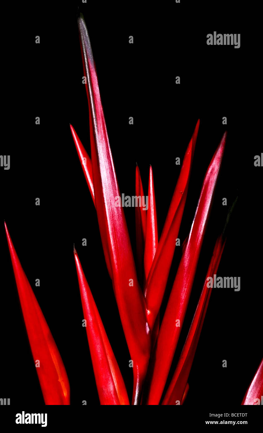 Stark blood red leaves of a Heliconia flower against the night sky. Stock Photo