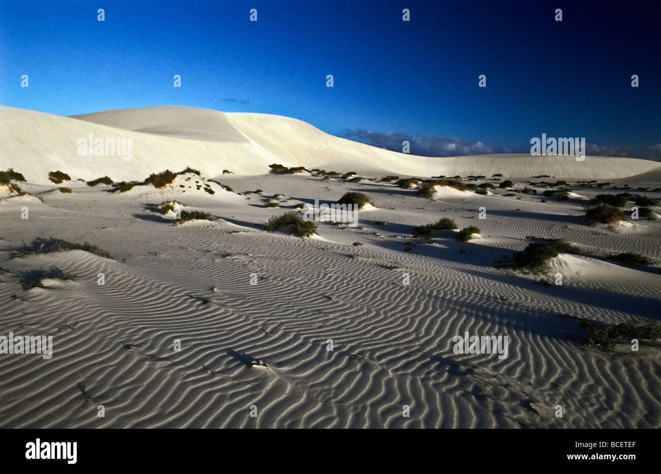 Saltbush, Atriplex species, growing in the lee of two sand dunes. Stock Photo