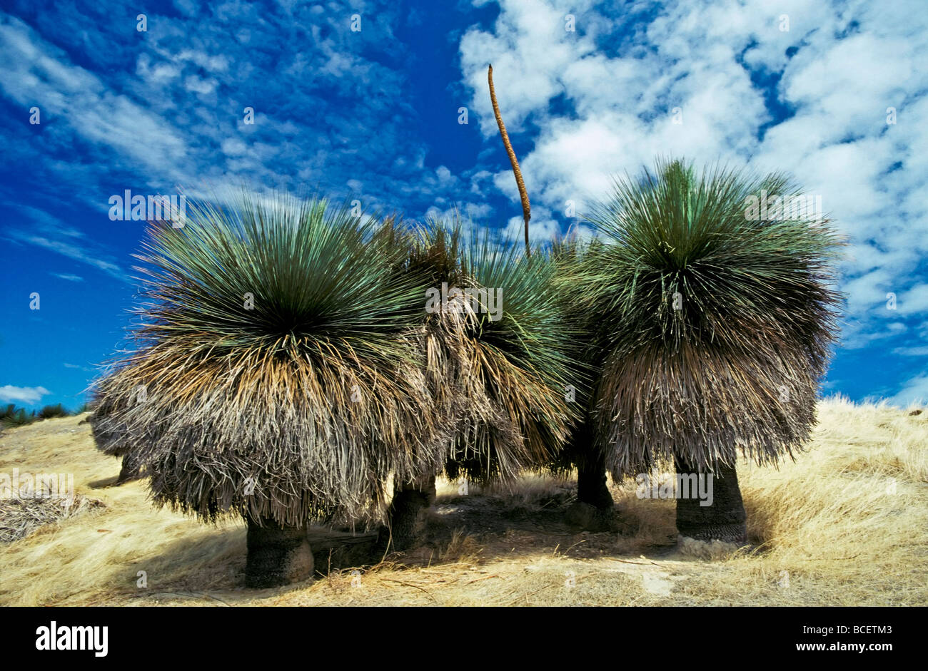 A stand of mature Grass Trees on a hillside with a flowering stalk. Stock Photo