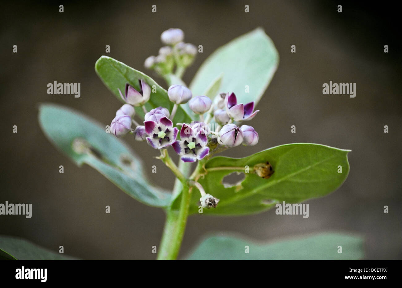 Milkweed flowers provide food for Monarch and Wanderer Butterflies. Stock Photo