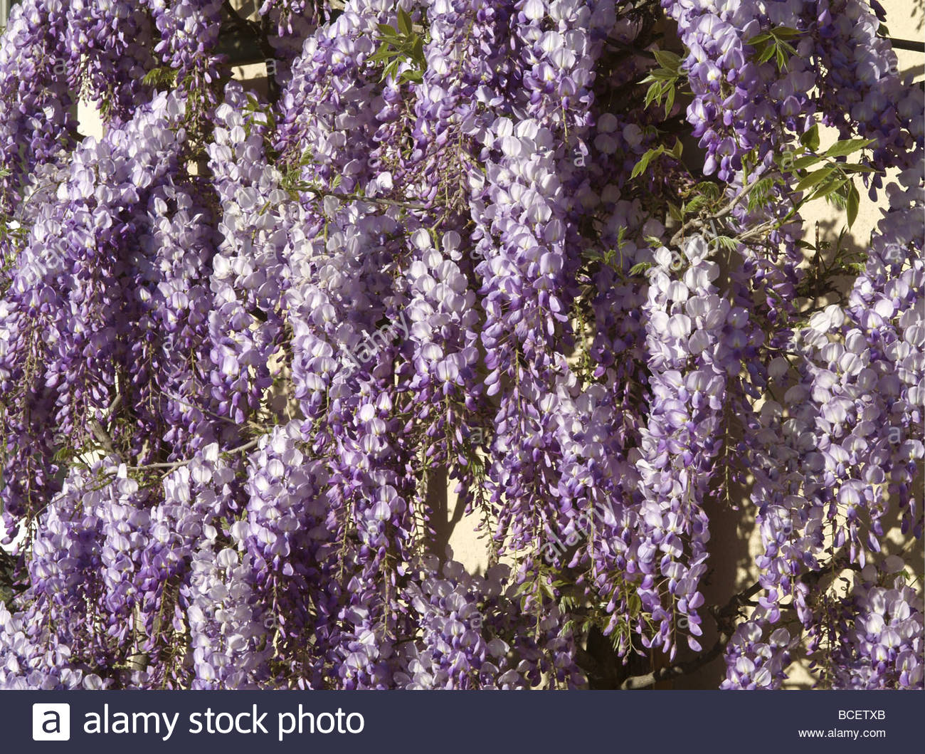 Blauregen Glyzinie Stock Photos & Blauregen Glyzinie Stock Images Alamy