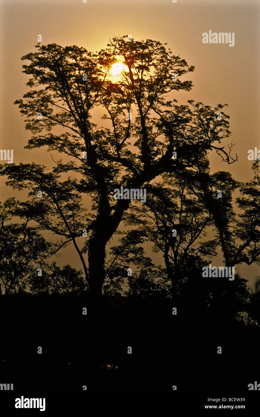 The silhouette of a subtropical rainforest giant at dawn. Stock Photo
