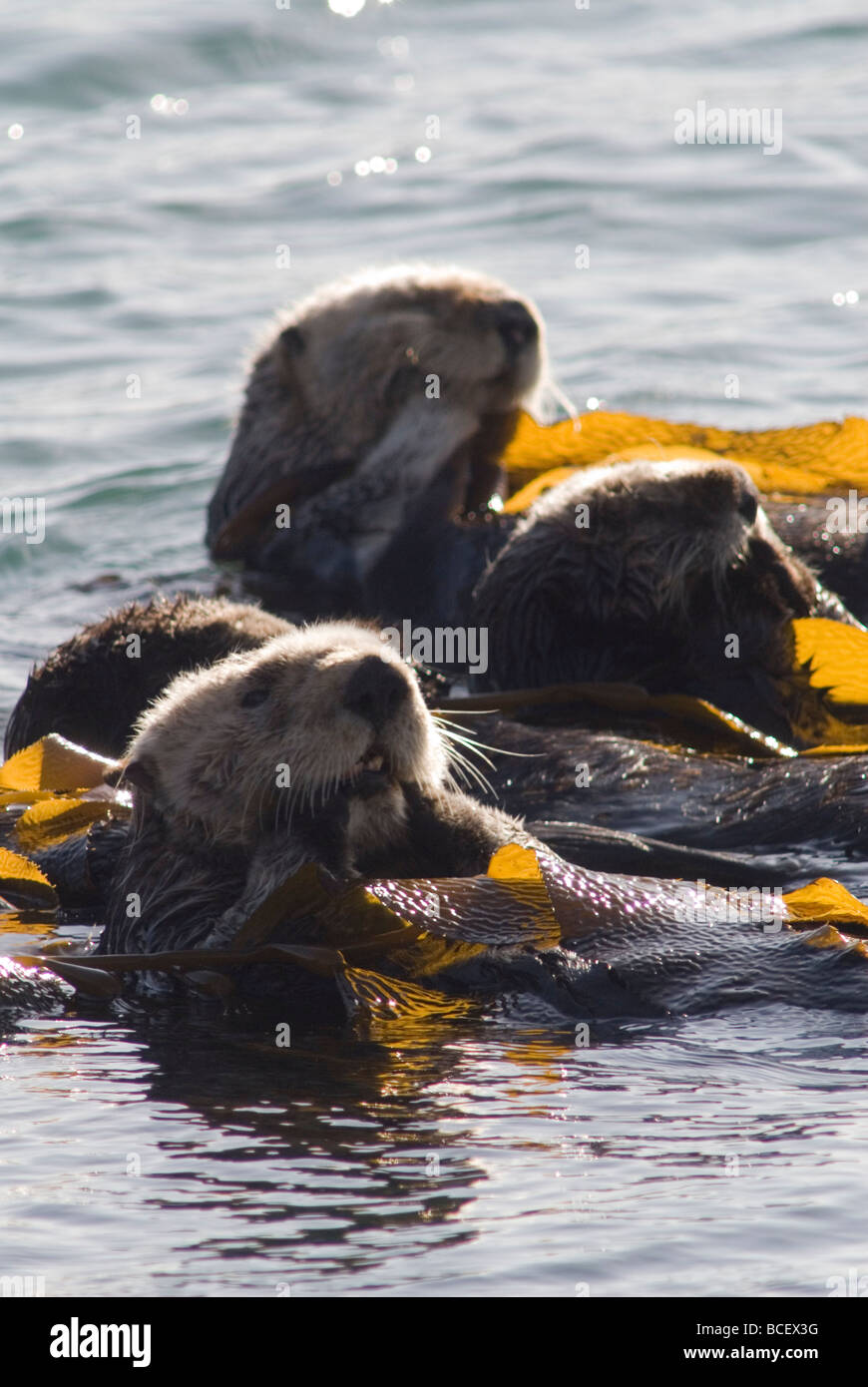 Threatened Southern Sea Otters (Enhydra lutris nereis) in kelp. Stock Photo
