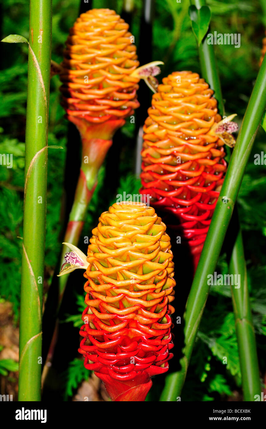 Tropical Flower Beehive Ginger Stock Photo Alamy