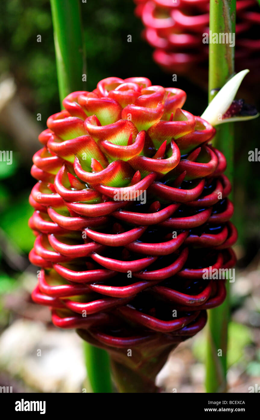 Tropical flower: Chocolate ball ginger Stock Photo