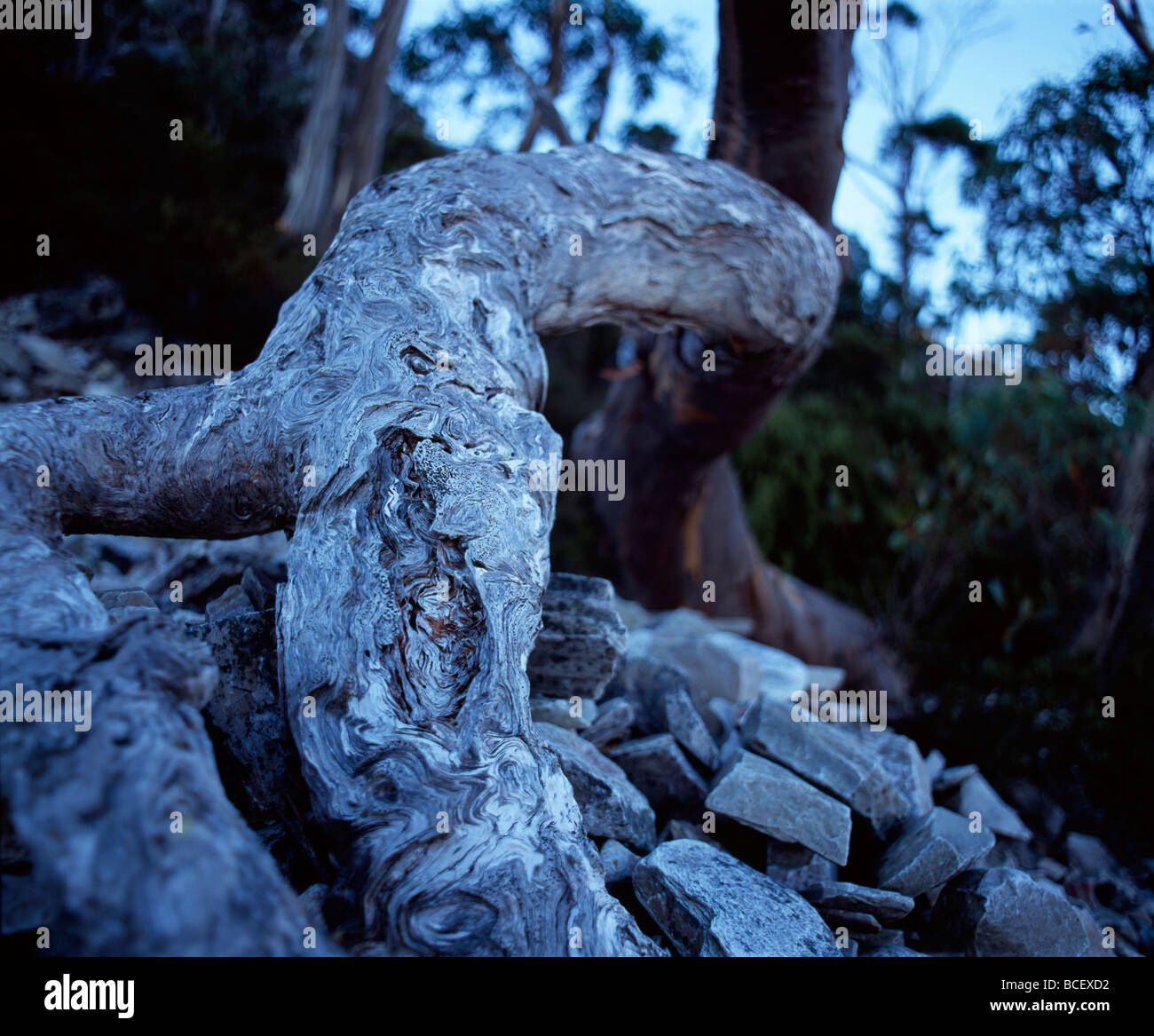 A Tasmanian Snow Gum tree trunk emerging from a rocky mountainside. Stock Photo