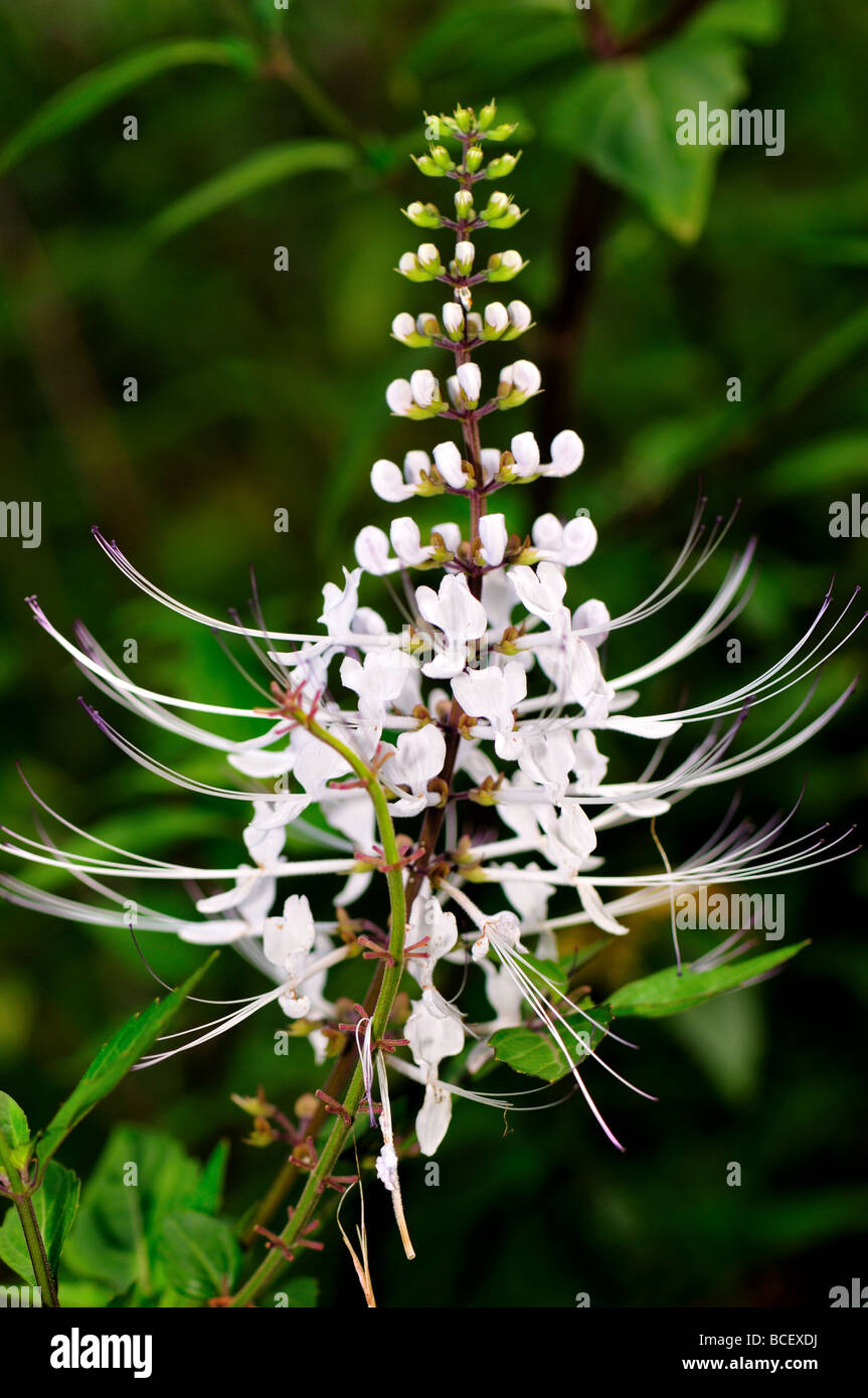 Tropical flower: Cat's Whiskers (Orthosiphon Stamineus Lamiaceae) Stock Photo