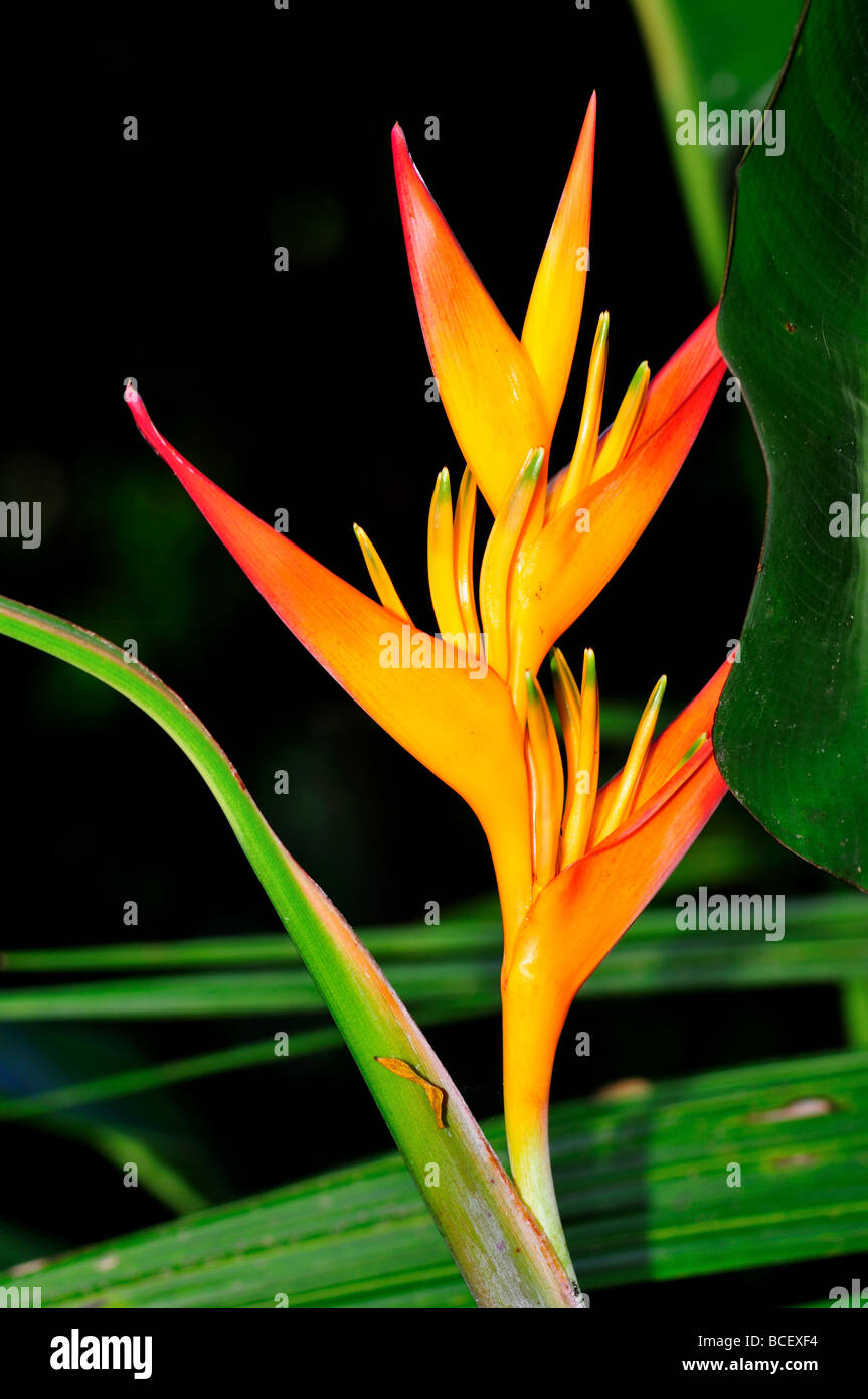 Tropical flower Heliconia Stock Photo - Alamy