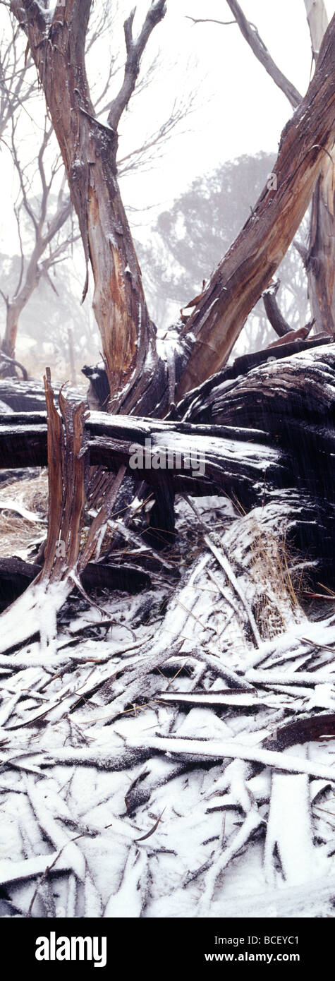 Light snow covers the charred remains of a stand of forest after fire. Stock Photo