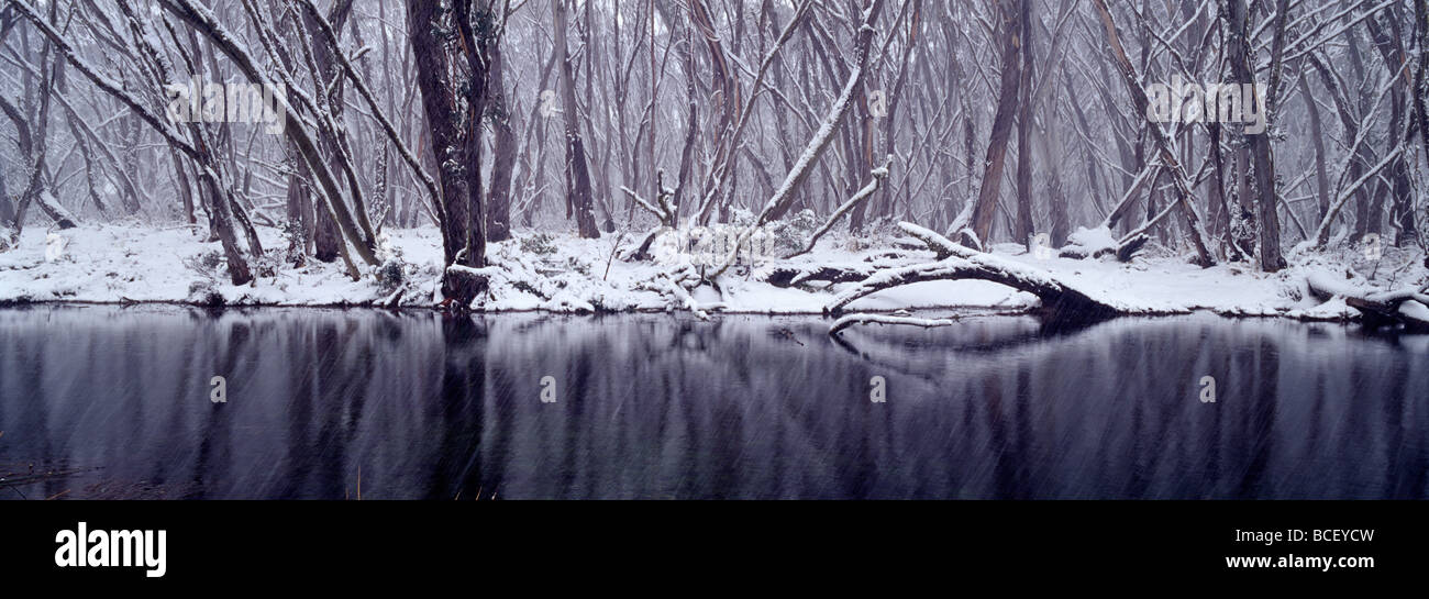 Light snow covers a forest of Snow Gum surrounding a small alpine pool Stock Photo