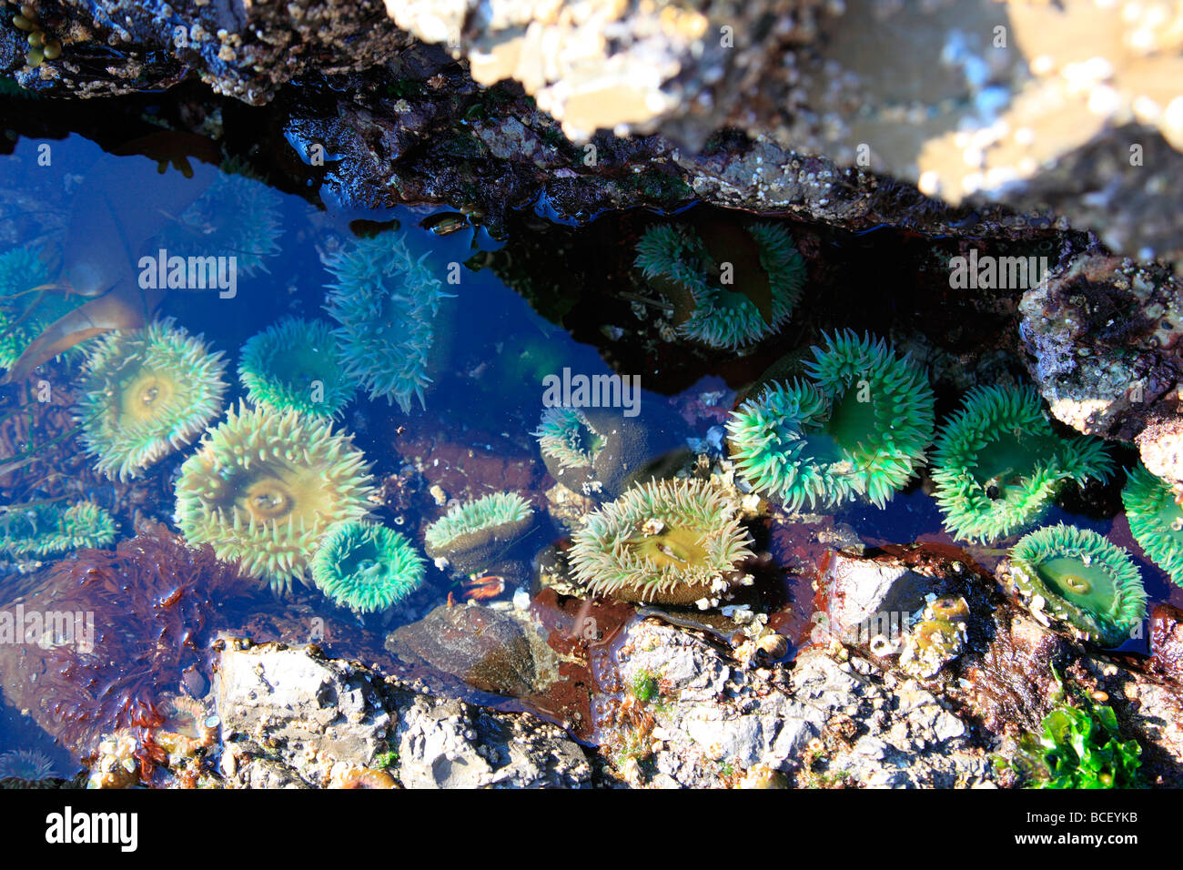 sea anemones Stock Photo