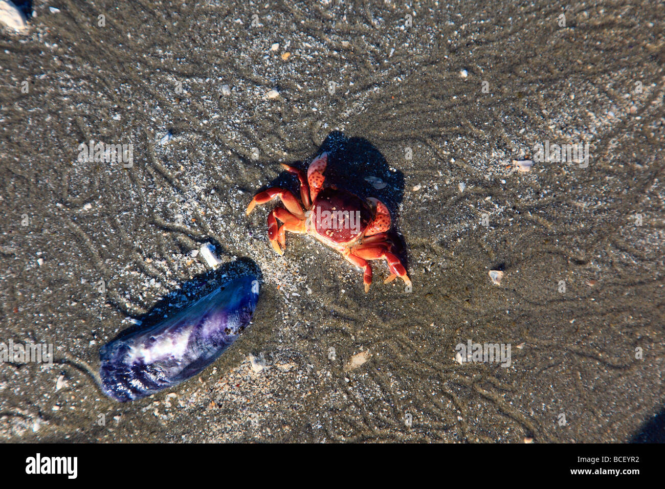 oyster shell crab in sand Stock Photo