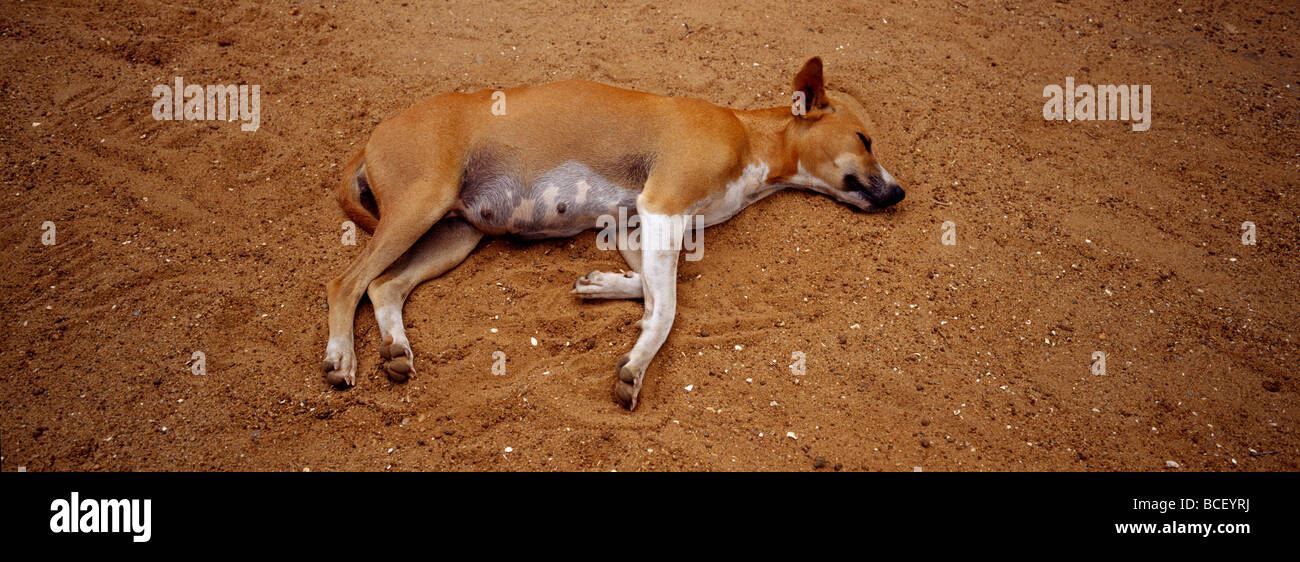 A domestic dog rests from the heat inside the ruins of Polonnaruwa. Stock Photo