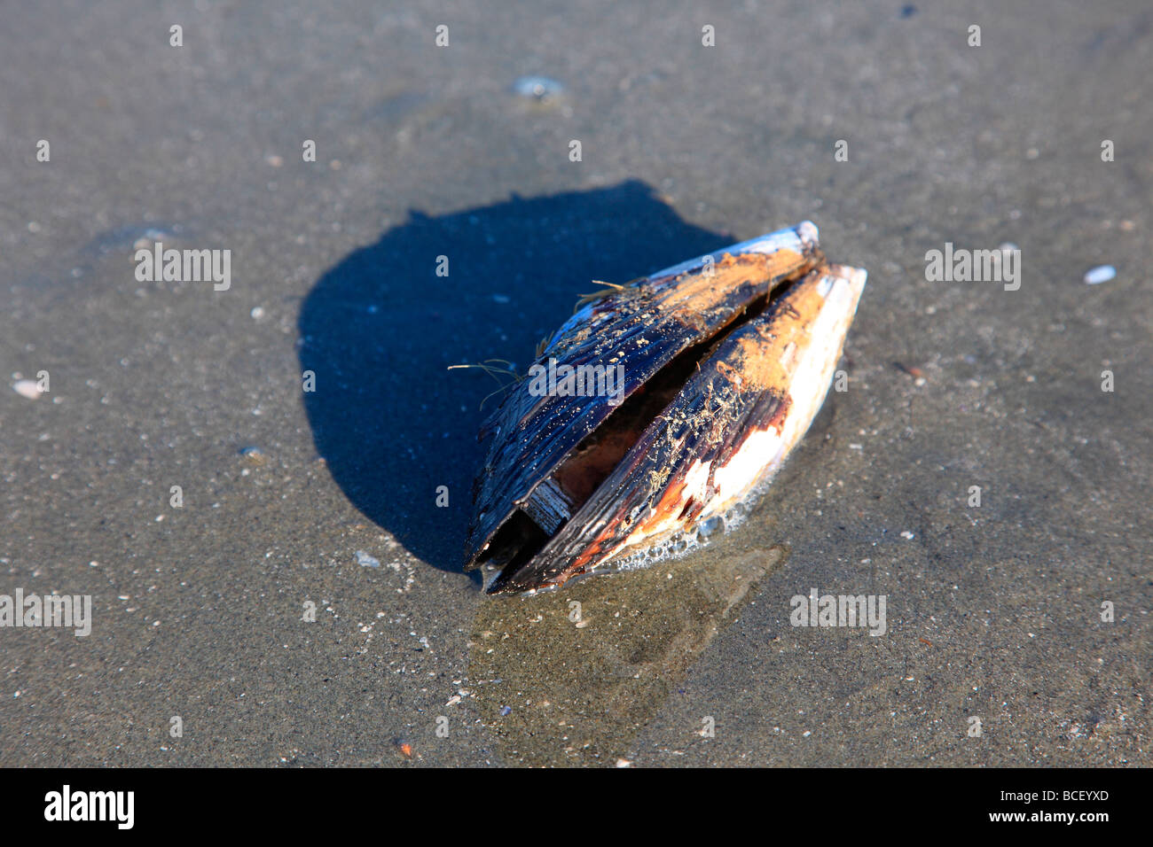oyster shell on sandy beach Stock Photo