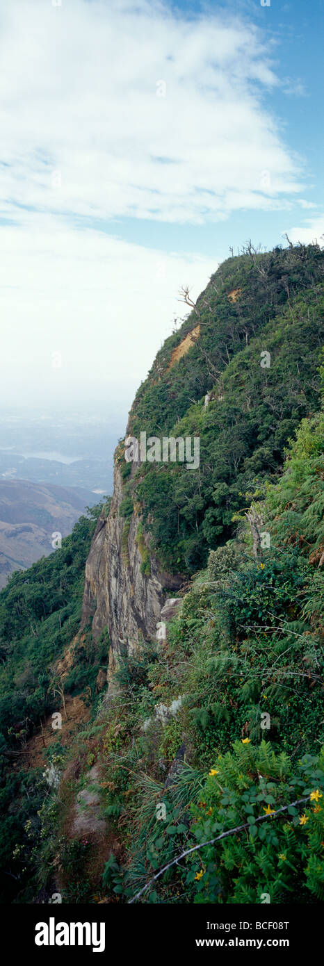 Vast Montane Cloud Forest clings to the cliff face at Worlds End. Stock Photo