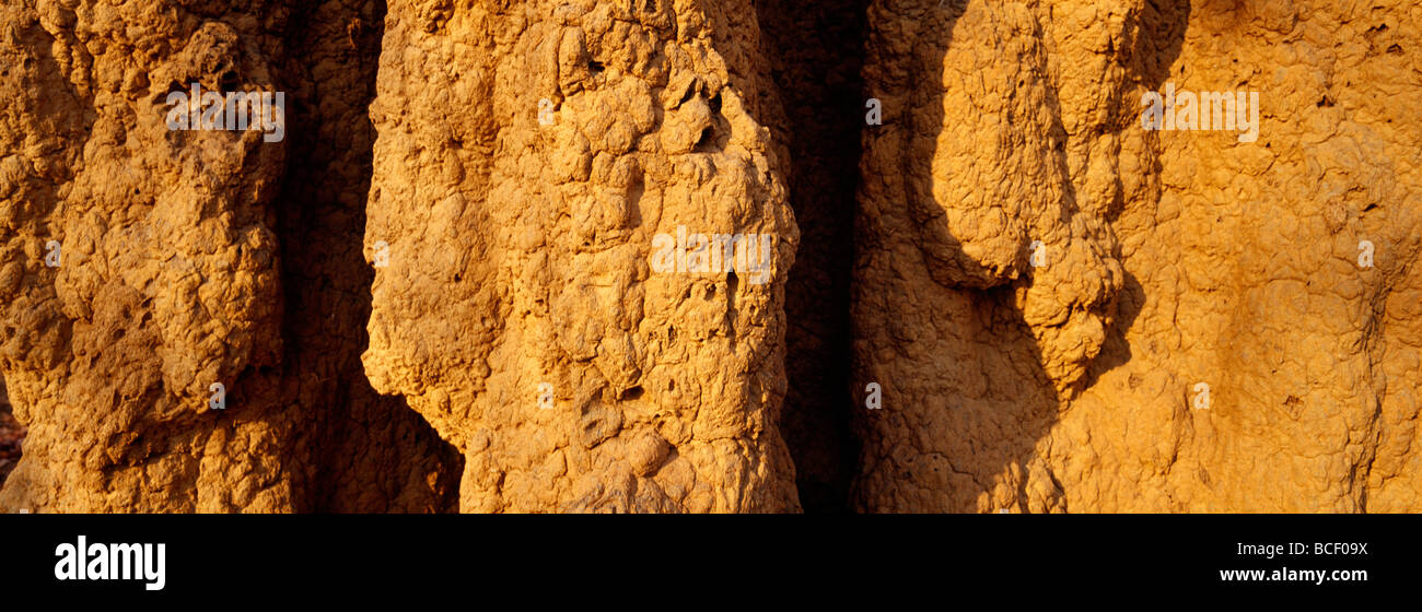 The textured surface of a Termite mound catches the setting sun. Stock Photo